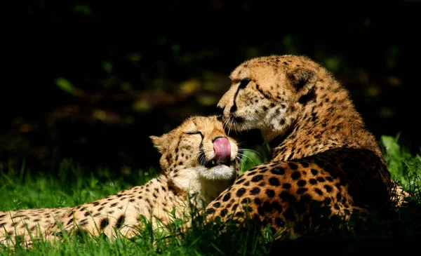Леопард Хижак Тварина Великий Кіт — стокове фото