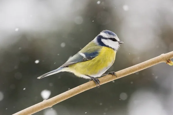 Blue Tit Cyanistes Caeruleus Stick — Stock Photo, Image