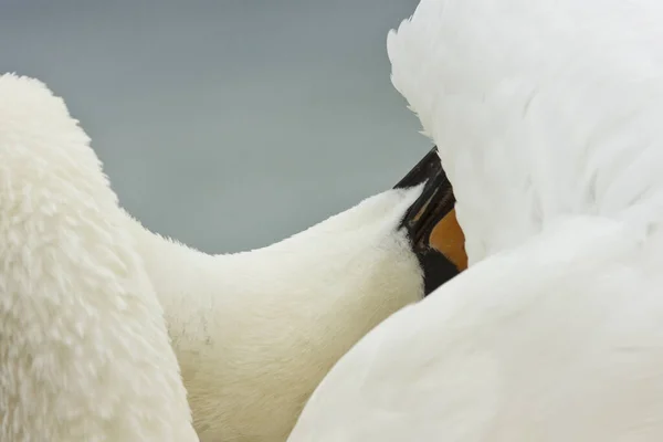 Hoeckerschwan Cygnus Olor Durante Cuidado Plumagem — Fotografia de Stock