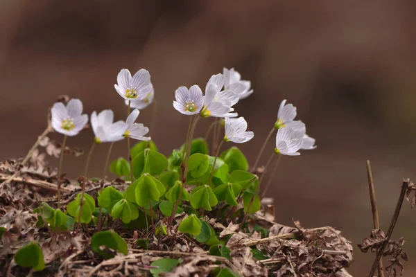 Oxalis Acetosella Madera Aserrada Madera Aserrada — Foto de Stock