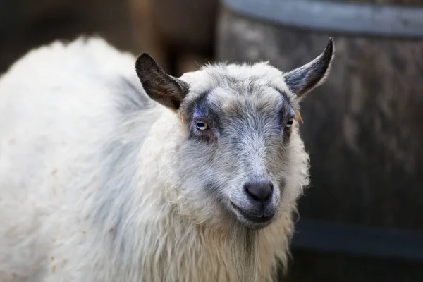 White Furred Slot Eyed Young Goat Soft Background — Stock Photo, Image