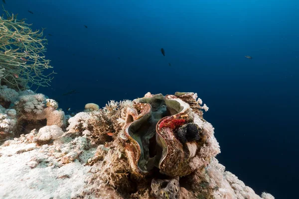 Table Coral Red Sea — Stock Photo, Image