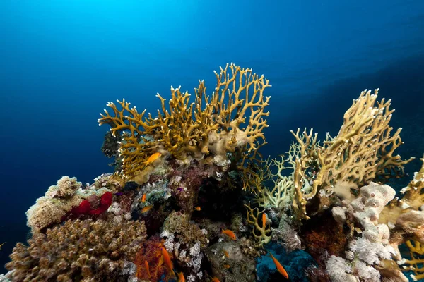 Korallrev Och Fisk Röda Havet — Stockfoto