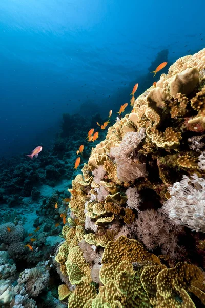 Salladskorall Röda Havet — Stockfoto