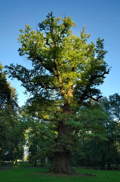 位于德国梅克伦堡 西波美拉尼亚Ivenack附近的一棵已有1000年历史的橡树 — 图库照片