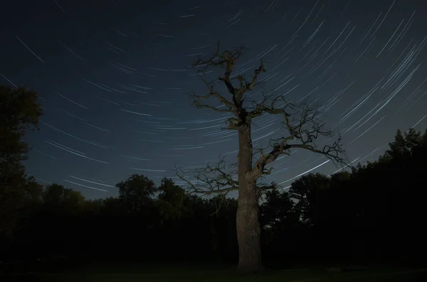 Quercia Vecchia Davanti Cielo Stellato Ivenack Meclemburgo Pomerania Anteriore Germania — Foto Stock