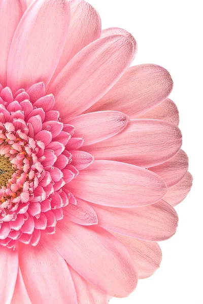 Gerbera Blütenblätter Flora — Stockfoto