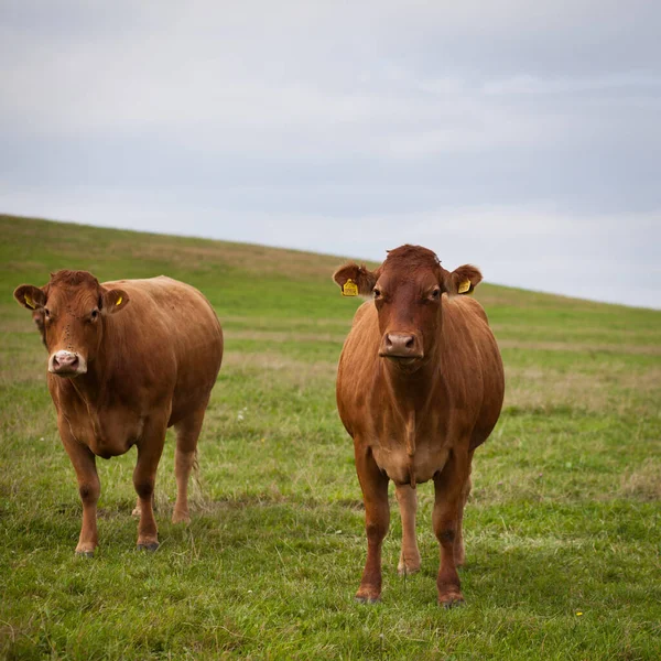 Vacas Pastando Precioso Pasto Verde — Foto de Stock