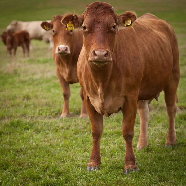 Корови Пасуться Чудовому Зеленому Пасовищі — стокове фото