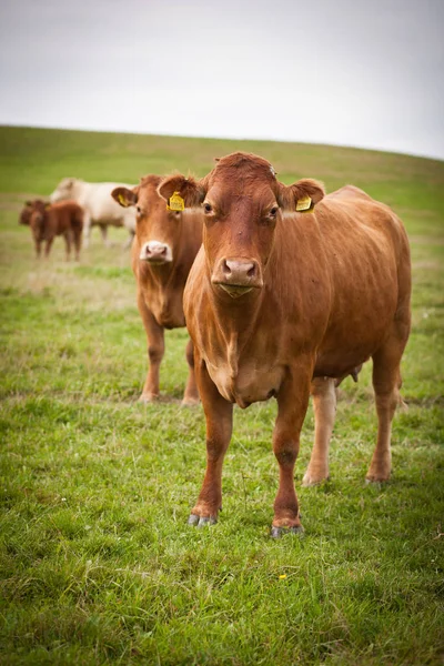 Cows Grazing Lovely Green Pasture — Stock Photo, Image