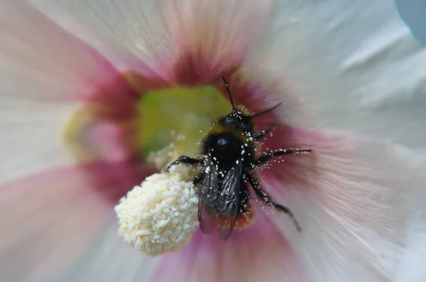 Vista Close Belo Inseto Bumblebee — Fotografia de Stock