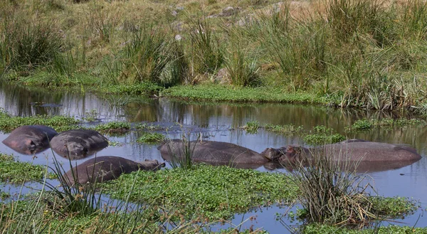 Hipopótamo Animal Hipopótamo Fauna Natural —  Fotos de Stock