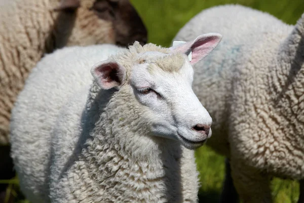 Portrait Sheep Meadow Portrait Sheep Meadow — Stock Photo, Image