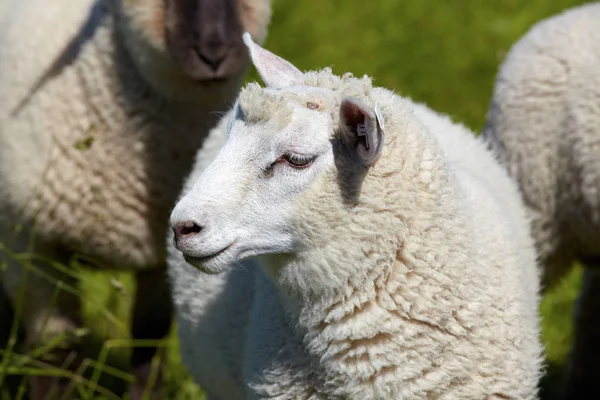 牧草地の羊の肖像画 牧草地の羊の肖像画 — ストック写真