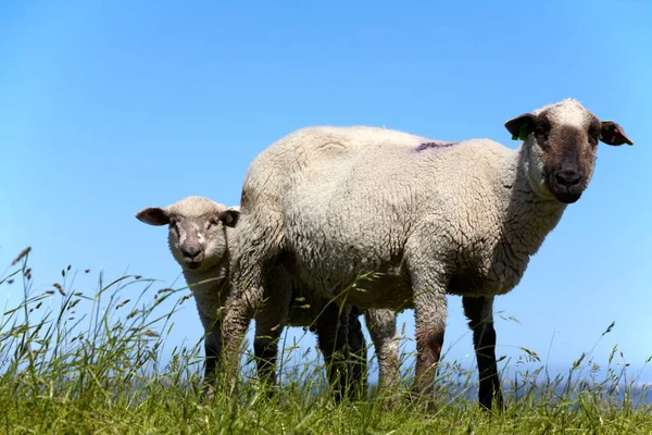 Sheep Her Lamb Green Meadow German North Sea Coast Sheep — Stock Photo, Image