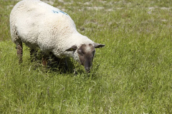 ヌハリンゲルシエルの北海岸の緑の野原にいる羊です ヌハリンゲルシエルの北海岸の緑の牧草地に羊がいます — ストック写真