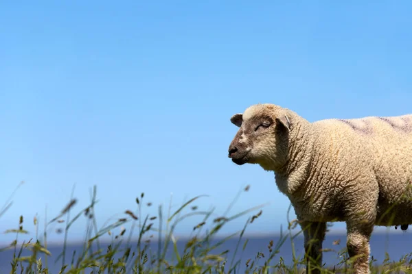 Porträtt Ett Får Ängen Porträtt Ett Får Ängen — Stockfoto