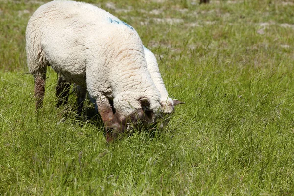 Twee Schapen Een Groene Weide Aan Noordzeekust Neuharlingersiel Een Schaap — Stockfoto