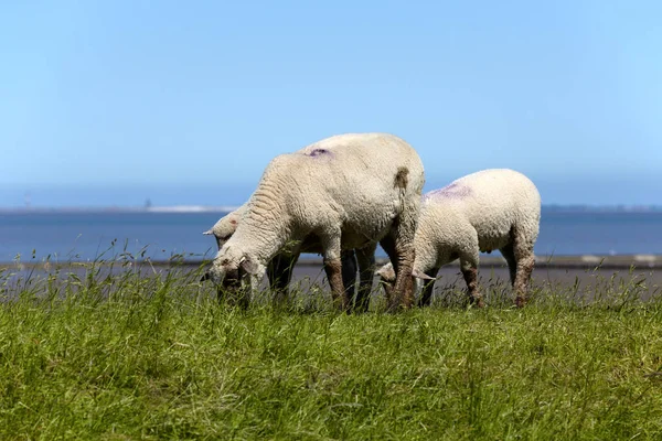 Sheep Meadows Nordeutsche Wattenmeer Neuharlingersiel Sheep Meadows North German Wadden — Stock Photo, Image