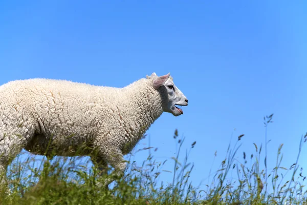 Egy Birka Bégető Futó Gát Egy Birka Bégető Fut Dyke — Stock Fotó