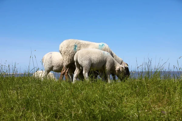 Sheep Lambs Dike German North Sea Coast — Stock Photo, Image