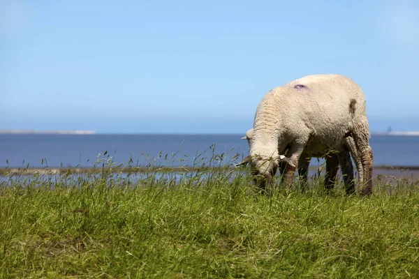 Sheep Her Lamb Green Field North Sea Coast Sheep Her — Stock Photo, Image