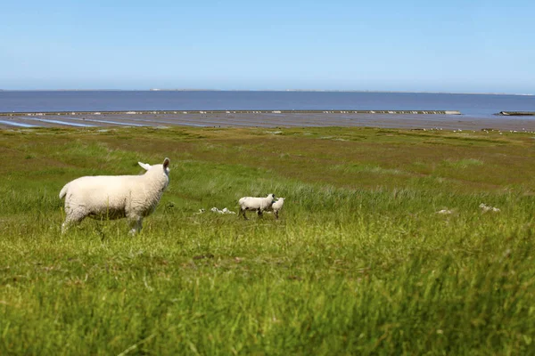 Some Sheep Dike North German Wattenmeer Some Sheep Dyke Northern — Stock Photo, Image