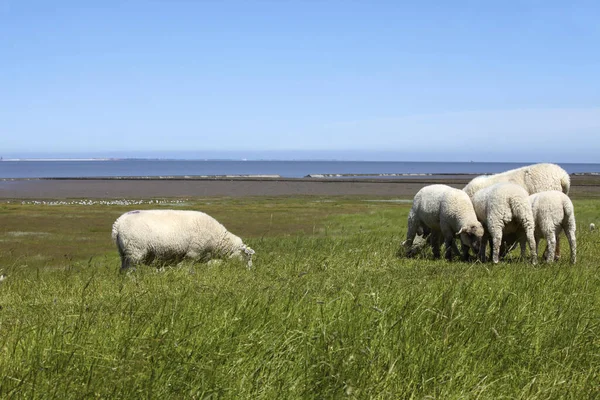 Some Sheep Dike North German Wadden Sea Some Sheep Dyke — Stock Photo, Image