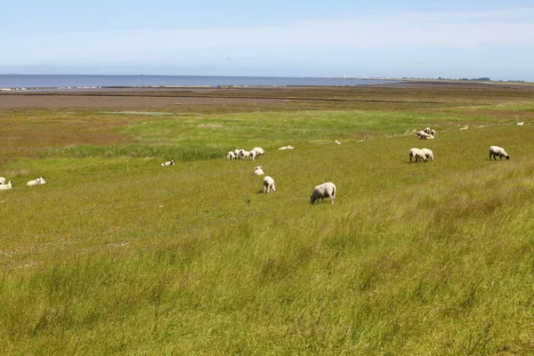 Sheep Meadows North German Wadden Sea Neuharlingersiel Sheep Pastures North — Stock Photo, Image