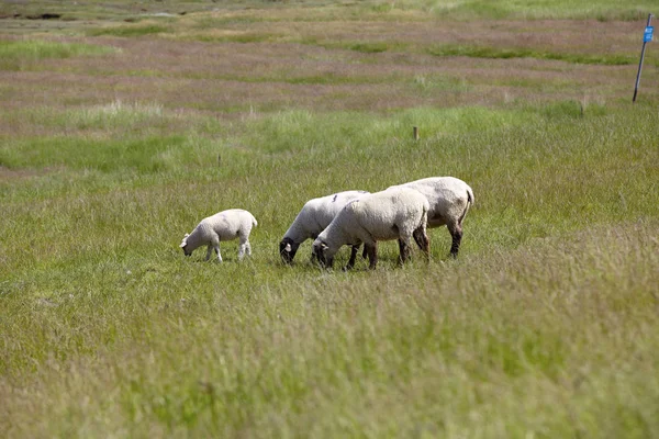 Four Sheep Green Meadow Four Sheep Green Meadow — Stock Photo, Image