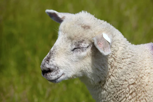 Porträt Eines Jungen Schafes Porträt Eines Jungen Schafes — Stockfoto