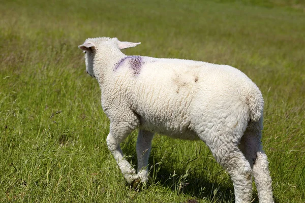 Small Lamb Green Pasture — Stock Photo, Image
