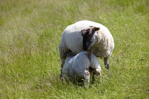 Lamm Würde Von Der Mutter Gesäugt Lamm Vom Muttertier Gesäugt — Stockfoto
