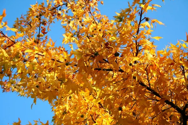 Abmber Tree Autumn Colored Leaves Porcupines — Stock Photo, Image