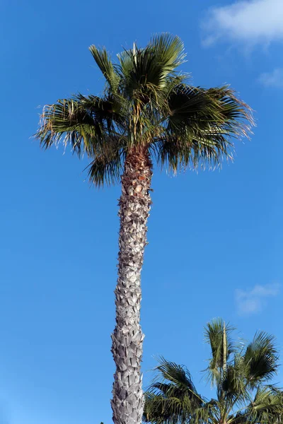 Φοίνικας Στο Lanzarote Στην Πίσω Montana Roja — Φωτογραφία Αρχείου