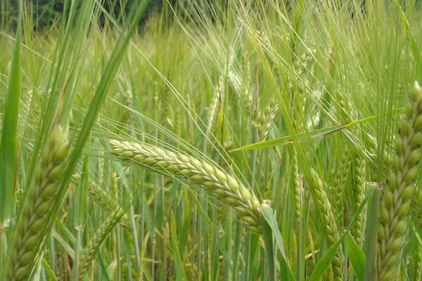 Scenic View Countryside Selective Focus — Stock Photo, Image