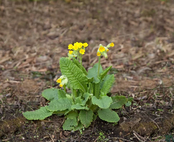 Flor Selvagem Cowslip Campo — Fotografia de Stock