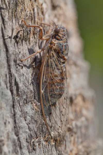 Cicada Tree — Stock Photo, Image