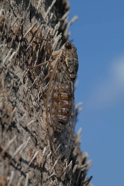 Cicada Esperando Árbol — Foto de Stock