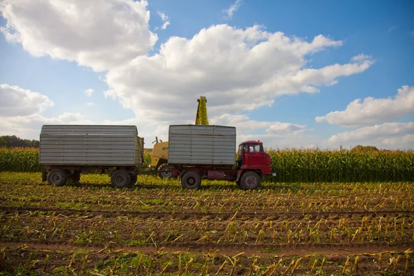 Corn Harvest Vial Ring — Stock Photo, Image