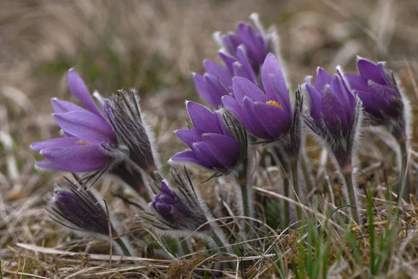 Pasque Pasque Bloem Pulsatilla Vulgaris — Stockfoto