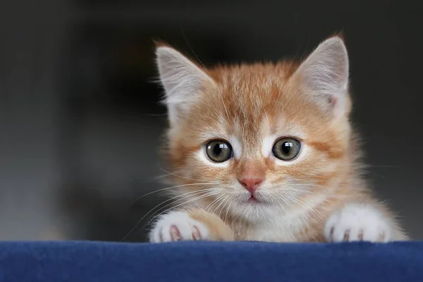 Porträt Einer Süßen Katze — Stockfoto