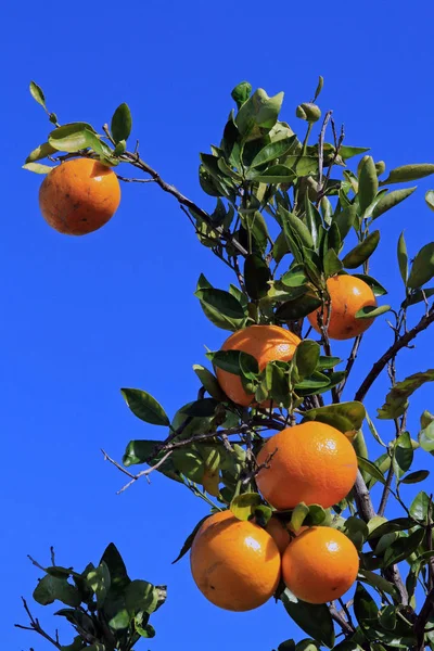 Juicy Oranges Sunny Florida — Stock Photo, Image
