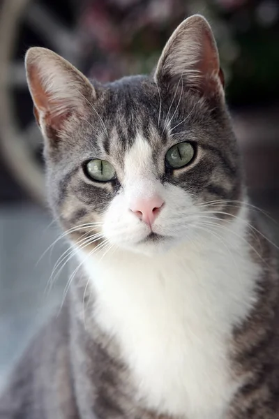 Porträt Einer Süßen Katze — Stockfoto