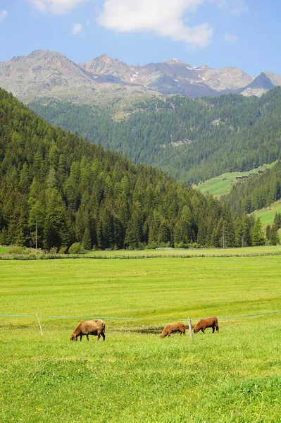 Ultental Południowym Tyrolu Schafweide — Zdjęcie stockowe