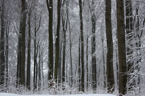 Snowy Las Krajobraz Zima Lesie Drzewami — Zdjęcie stockowe