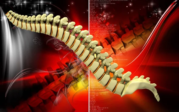 Ilustración Digital Columna Vertebral Color —  Fotos de Stock