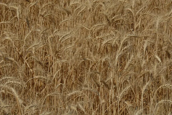 Campo Campagna Agricoltura Del Grano — Foto Stock