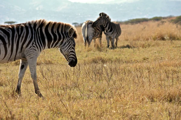 Czarno Białe Zebry Zwierzęta Flora Fauna — Zdjęcie stockowe