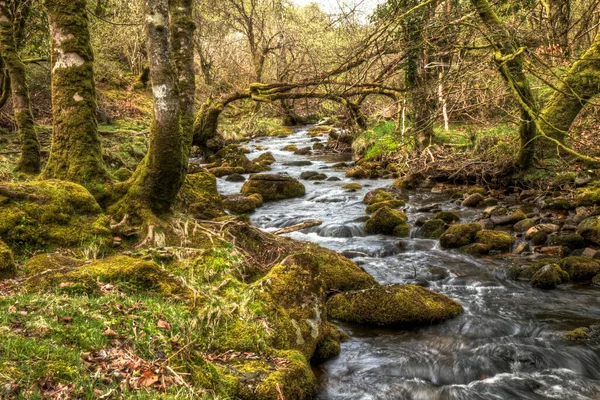 Rio Florestal Sul Inglaterra — Fotografia de Stock
